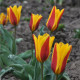 Tulipán Stresa - Tulipa - cibule tulipánu - 3 ks