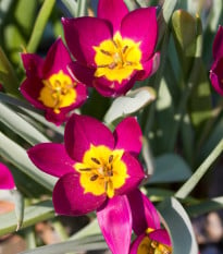 Tulipán Eastern Star - Tulipa - cibuloviny - 3 ks