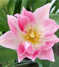 Tulipán Peach Blossom - Tulipa - cibule tulipánu - 3 ks