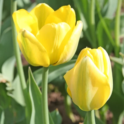 Tulipán Golden Apeldoorn - Tulipa - cibule tulipánu - 3 ks