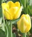 Tulipán Golden Apeldoorn - Tulipa - cibule tulipánu - 3 ks
