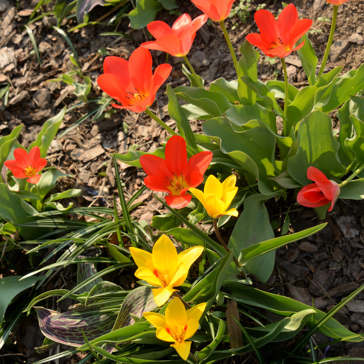 Tulipány nízké směs - Tulipa - cibule tulipánu - 24 ks