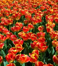 Tulipán Banja Luka - Tulipa - cibule tulipánu - 3 ks