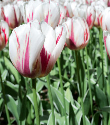 Tulipán Happy Generation - Tulipa - cibuloviny - 3 ks