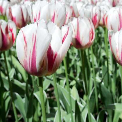 Tulipán Happy Generation - Tulipa - cibule tulipánu - 3 ks