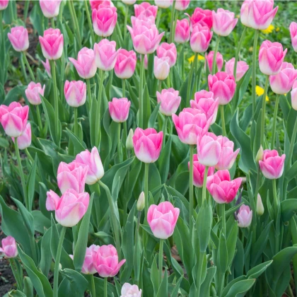 Tulipán Dynasty - Tulipa - cibule tulipánu - 3 ks
