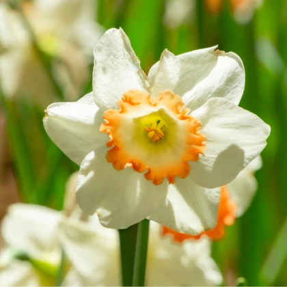 Narcis Pink Charm - Narcissus L. - cibuloviny - 3 ks