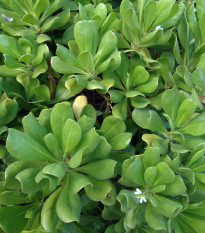 Vějířovka takada - Scaevola taccada - semena -