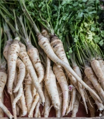 BIO Petržel Halblange - Petroselinum Crispum - bio semena petržele - 350 ks