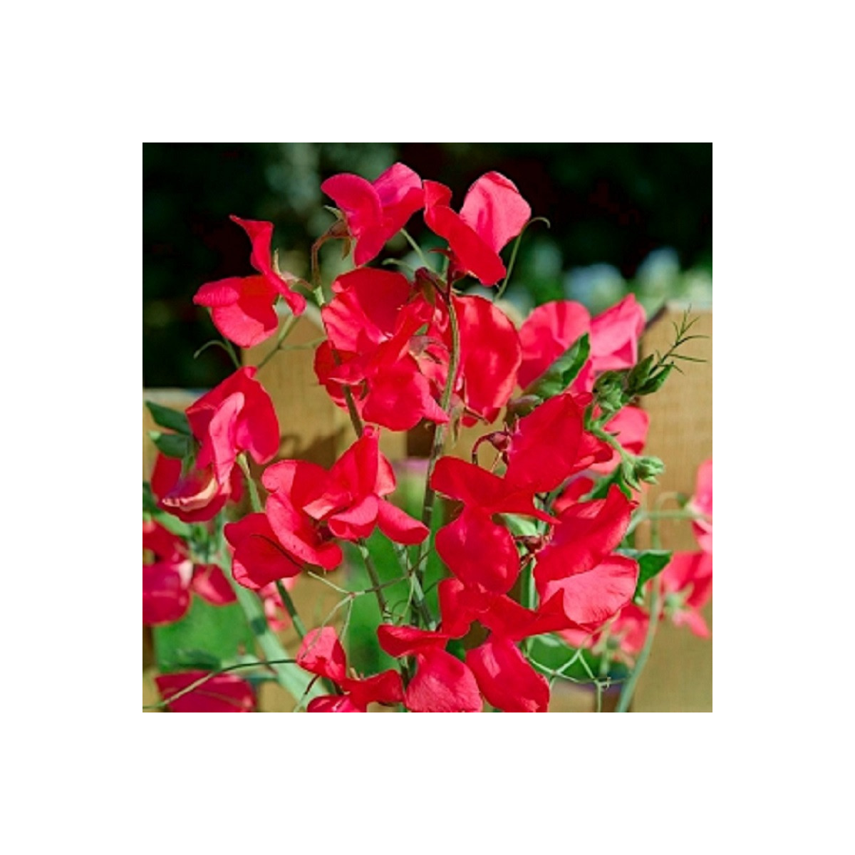 Hrachor vonný královský Scharlach - Lathyrus odoratus - semena hrachoru - 16 ks