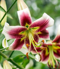 Lilie Leslie Woodriff - Lilium - cibuloviny - 1 ks