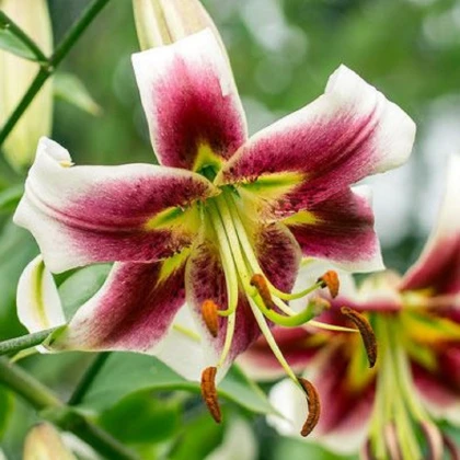 Lilie Leslie Woodriff - Lilium - cibuloviny - 1 ks