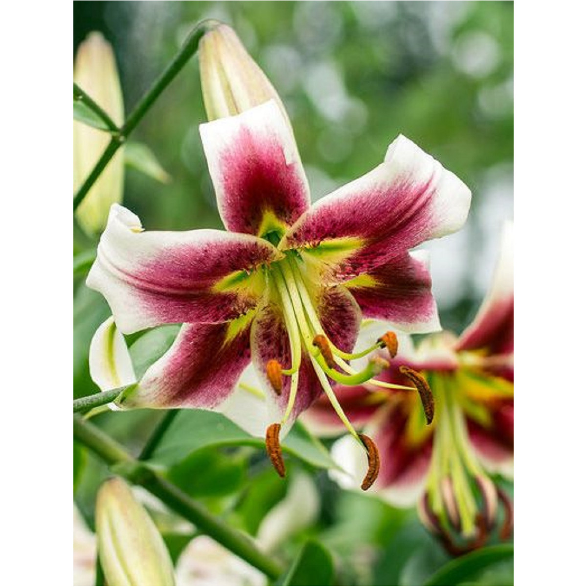 Lilie Leslie Woodriff - Lilium - cibuloviny - 1 ks