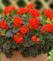 Muškát páskatý Nekita Scarlet F1 - Pelargonium zonale - semena muškátu - 4 ks