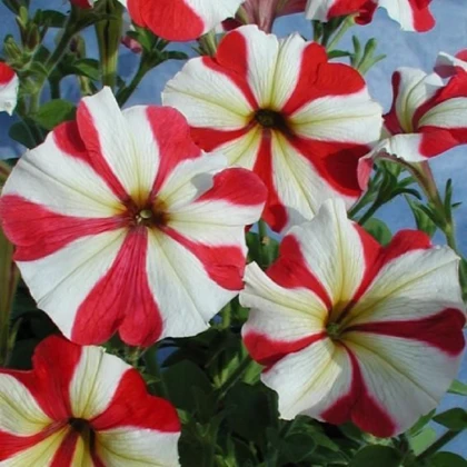 Petúnie mnohokvětá Henrietta F1 - Petunia hybrida - semena petúnie - 30 ks