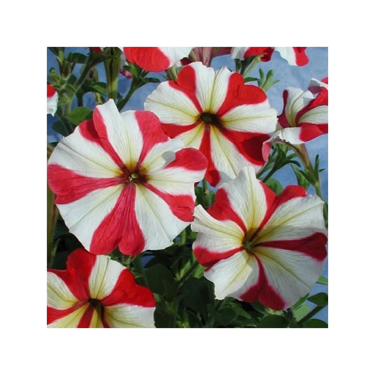 Petúnie mnohokvětá Henrietta F1 - Petunia hybrida - semena petúnie - 30 ks