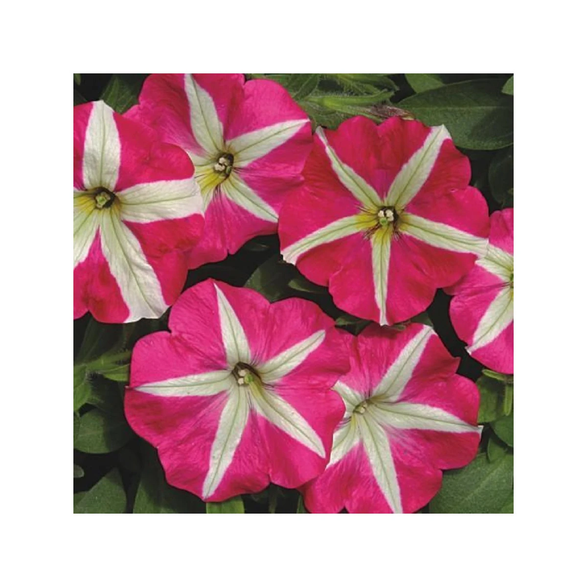 Petúnie mnohokvětá Belinda F1 - Petunia hybrida - semena petúnie - 30 ks
