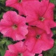 Petúnie mnohokvětá Rita F1 - Petunia hybrida - semena petúnie - 30 ks