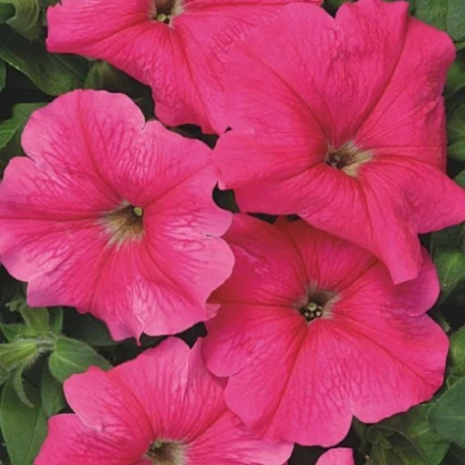 Petúnie mnohokvětá Rita F1 - Petunia hybrida - semena petúnie - 30 ks