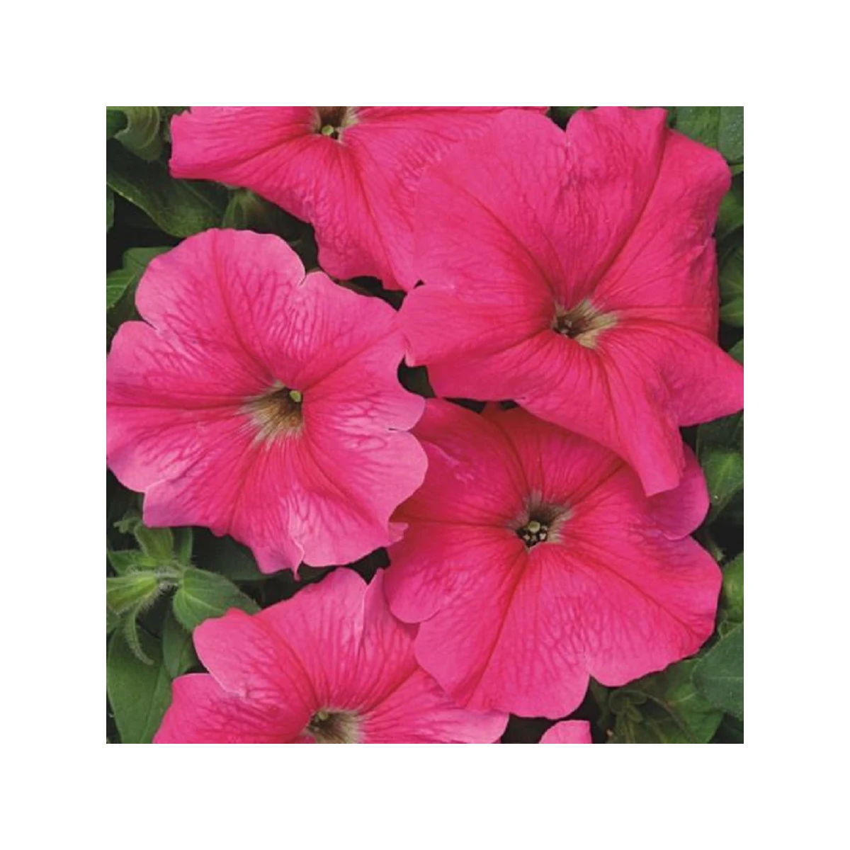 Petúnie mnohokvětá Rita F1 - Petunia hybrida - semena petúnie - 30 ks