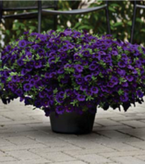 Calibrachoa hybrida - Kabloom Blue F1 - minipetúnie - milionbells