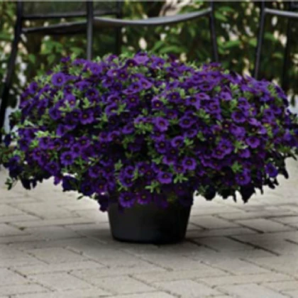 Calibrachoa hybrida - Kabloom Blue F1 - minipetúnie - milionbells
