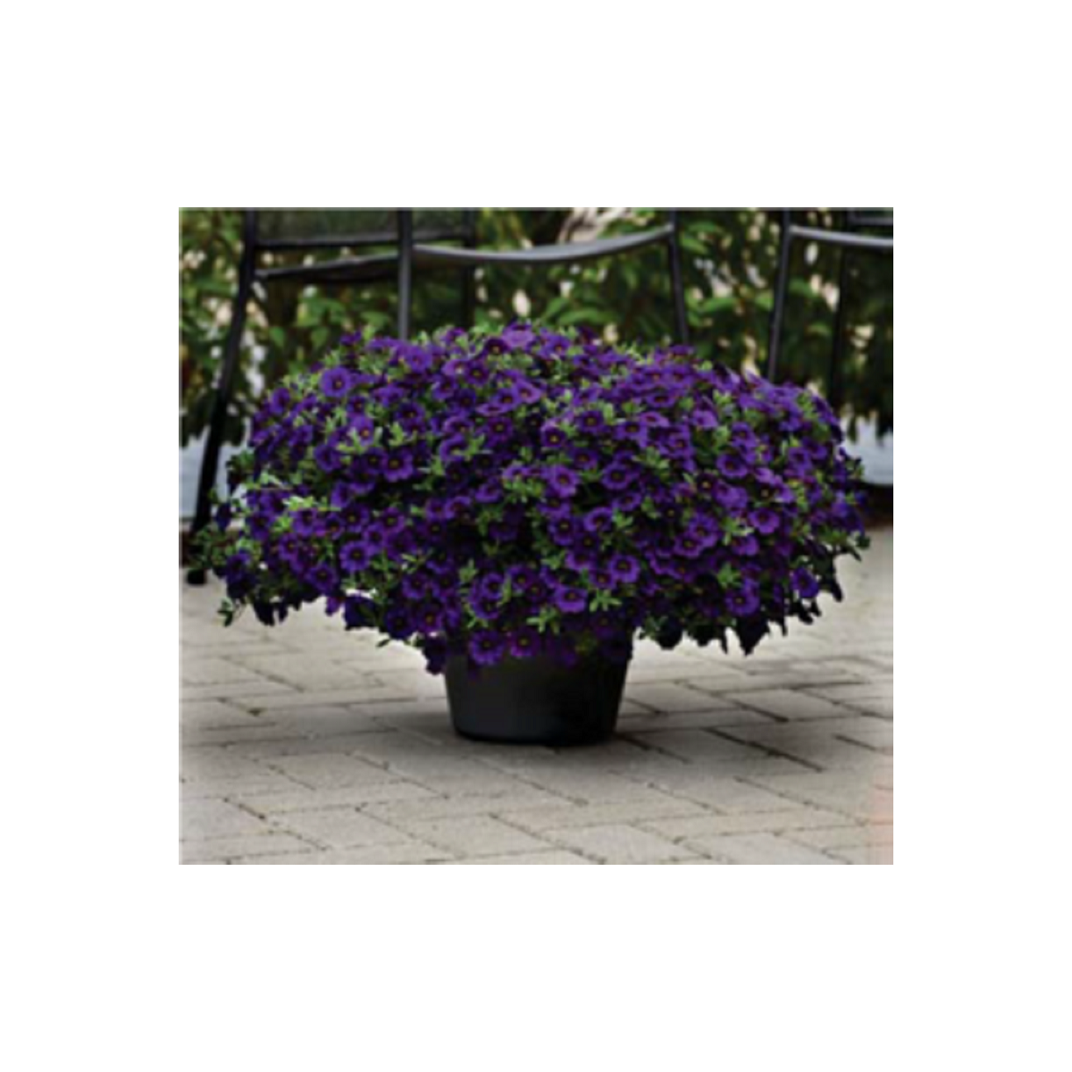Calibrachoa hybrida - Kabloom Blue F1 - minipetúnie - milionbells