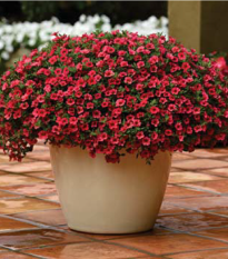 Calibrachoa hybrida - Kabloom Coral F1 - minipetúnie - milionbells -