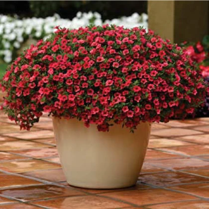 Calibrachoa hybrida - Kabloom Coral F1 - minipetúnie - milionbells -