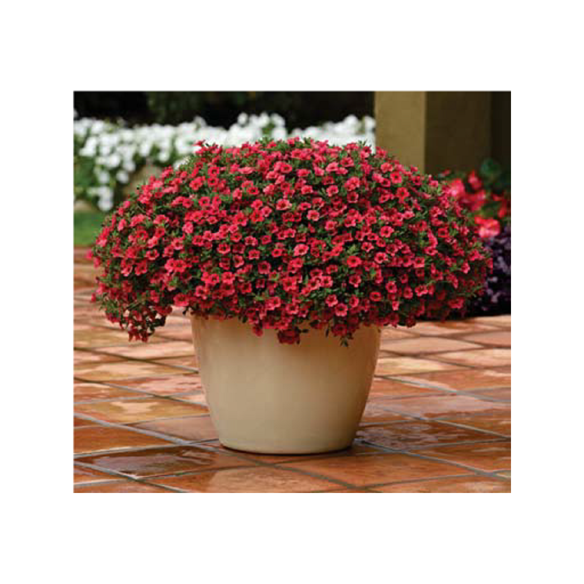 Calibrachoa hybrida - Kabloom Coral F1 - minipetúnie - milionbells -