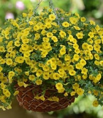 Minipetúnie - Calibrachoa hybrida - Kabloom Yellow  F1 - milionbells - 7 ks