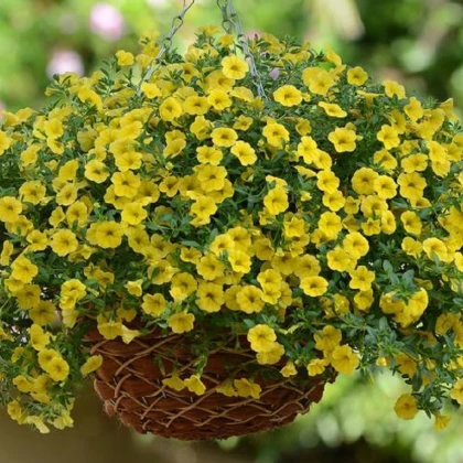 Minipetúnie - Calibrachoa hybrida - Kabloom Yellow  F1 - milionbells - 7 ks