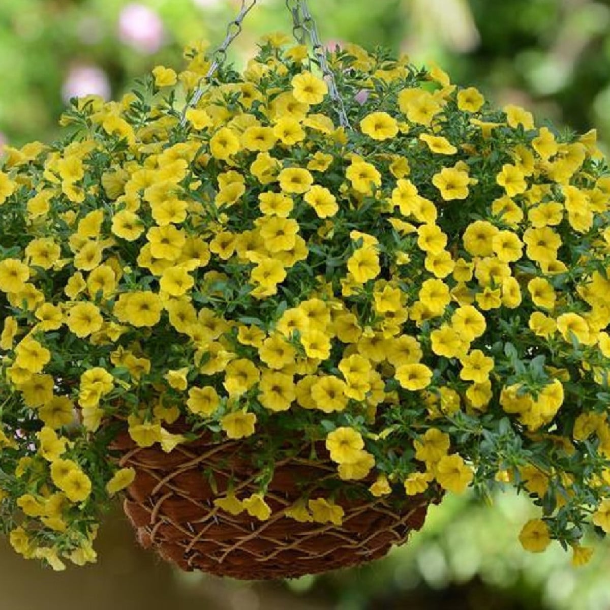 Minipetúnie - Calibrachoa hybrida - Kabloom Yellow  F1 - milionbells - 7 ks