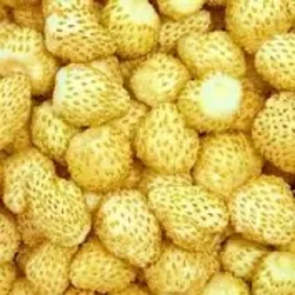 Jahodník měsíční Yellow Wonder - Fragaria vesca - semena jahodníku - 200 ks