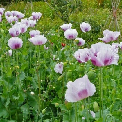 Mák Blue Moon - Papaver somniferum - semena máku - 100 ks
