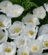 Mák bílý Bridal Silk - Papaver rhoeas - semena máku - 150 ks