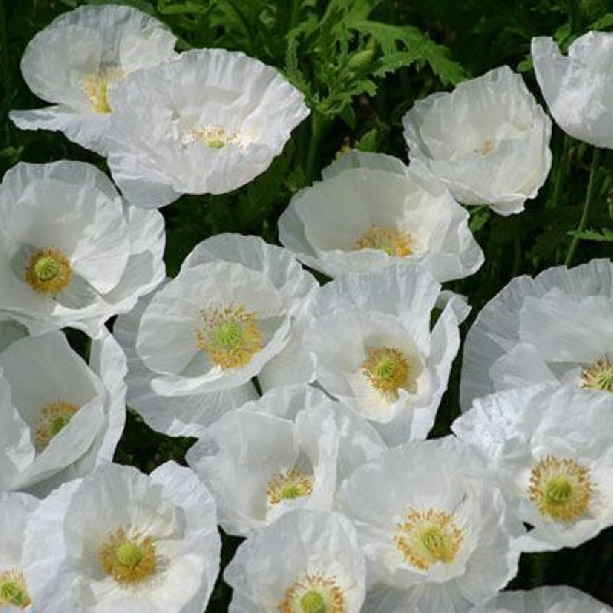 Mák bílý Bridal Silk - Papaver rhoeas - semena máku - 150 ks