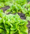 Salát hlávkový Lento - Lactuca sativa - semena salátu - 500 ks