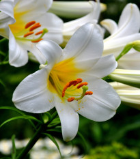Balíček cibulek lilií - Lilium - cibuloviny - 3 ks