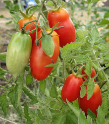BIO Rajče San Marzano - Lycopersicon esculentum - bio semena rajčete - 7 ks