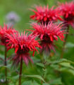 Zavinutka podvojná - Monarda - Monarda didyma - semena zavinutky - 30 ks