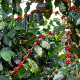Kávovník arabský Himalaya - Coffea arabica - semena kávovníku - 15 ks
