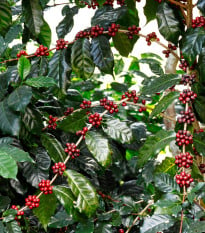 Kávovník arabský Himalaya - Coffea arabica - semena kávovníku - 15 ks