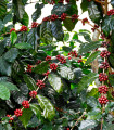 Kávovník arabský Himalaya - Coffea arabica - semena kávovníku - 15 ks