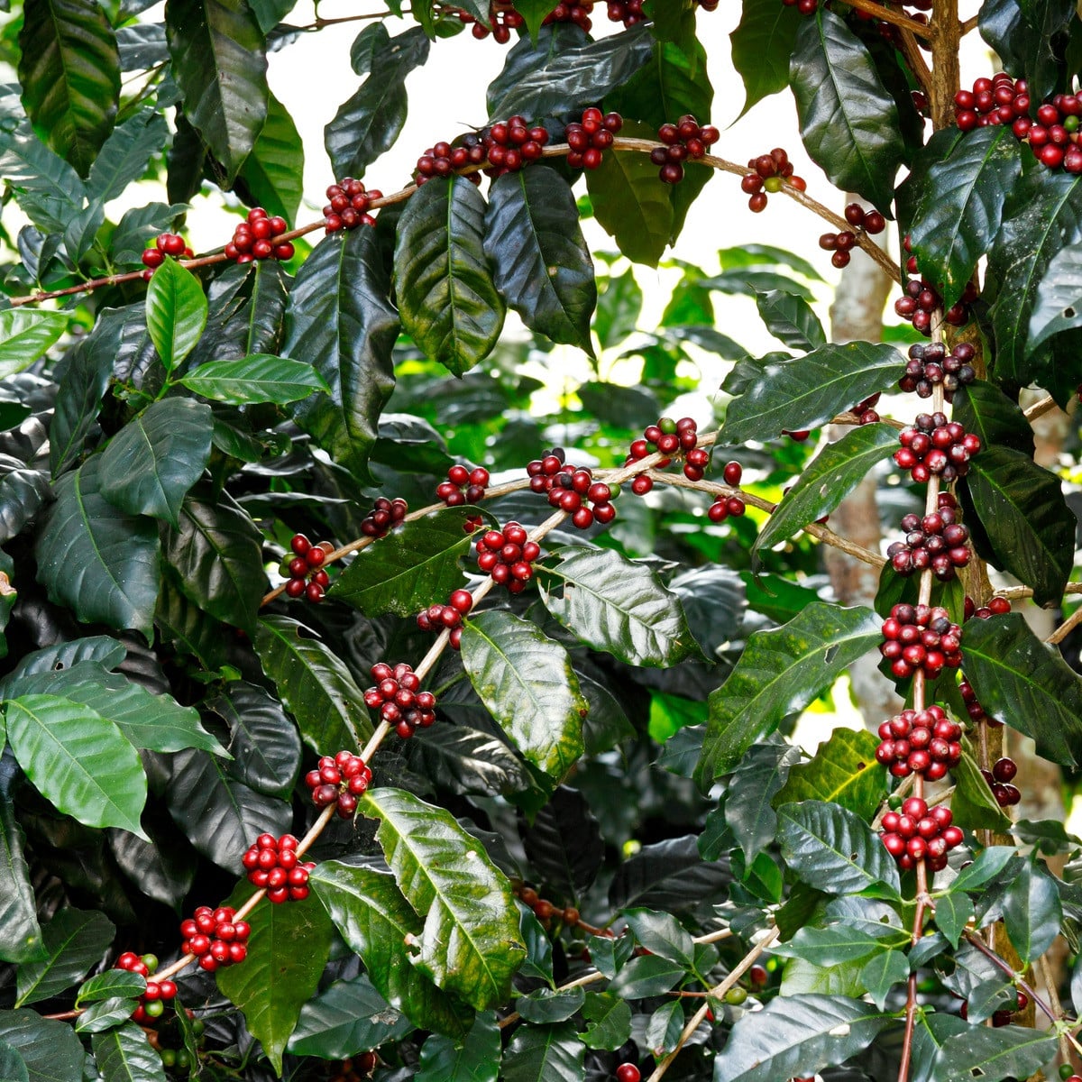 Kávovník arabský Himalaya - Coffea arabica - semena kávovníku - 15 ks
