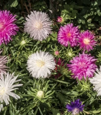 Astra čínská jehlicovitá směs - Callistephus chinensis - semena astry - 150 ks