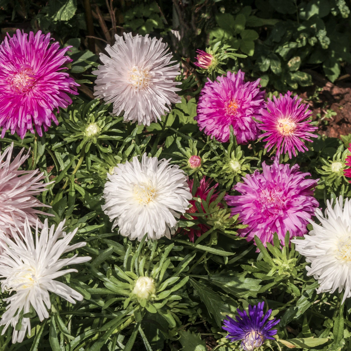 Astra čínská jehlicovitá směs - Callistephus chinensis - semena astry - 150 ks