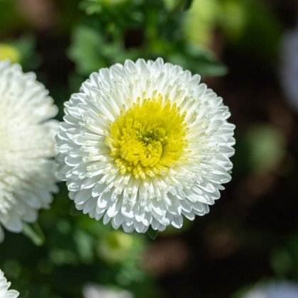Astra čínská Gracia - Callistephus chinensis - semena astry - 150 ks