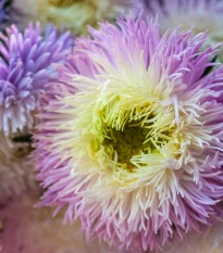 Astra čínská fialová Gerda - Callistephus chinensis - semena astry - 150 ks