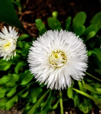 Astra čínská bílá Gaia - Callistephus chinensis - semena astry - 150 ks